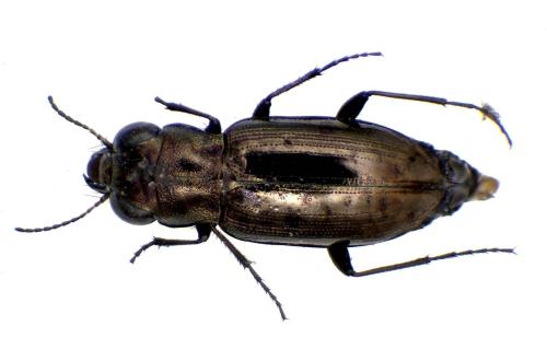 Réf. 335 751 : Notiophilus substriatus